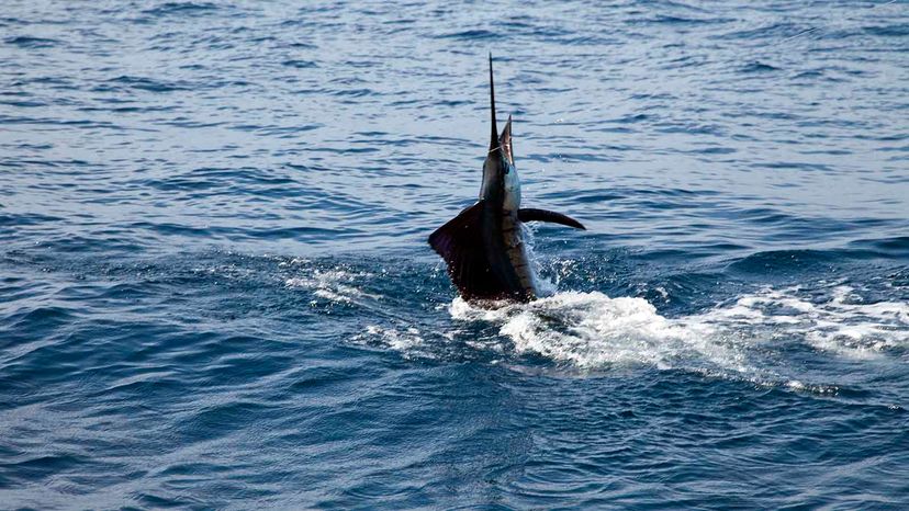 Swimming Fast and Slow: What We Know About the Sailfish's Iconic Fin