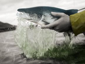 Learn Essential Salmon Fishing Skills