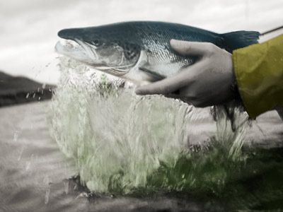 Fish swimming in outdoor water, providing nature's food.