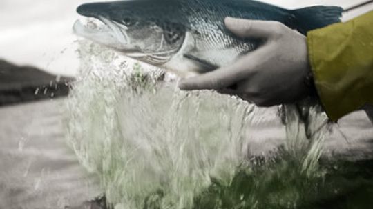 Top 6 Salmon Fishing Techniques