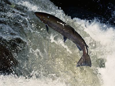 salmon swimming up waterfall