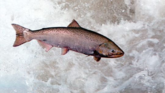 What's depleting salmon populations?