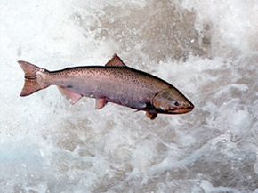 Fish swimming in nature, providing food for animals.