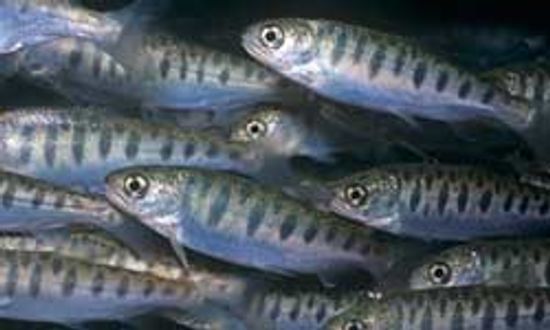 18新利最新登入鲑鱼产卵是如何运作的吗”class=