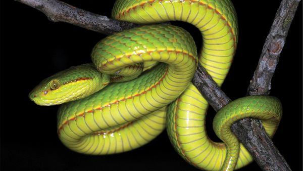 North Carolina Zoo on X: A snake playing possum? Eastern hognose snakes  play dead as a defense mechanism called thanatosis. Hognoses write around  before opening their mouth & letting their tongue hang