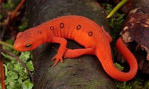 A red eft crawls on the forest floor.