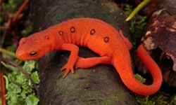 A red eft crawls on the forest floor.