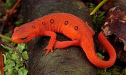 A red eft crawls on the forest floor.