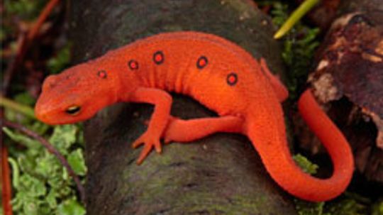 pet salamanders types