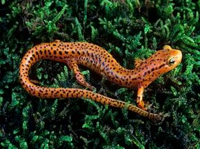 Researchers are taking cues from the cold-blooded salamander to figure out how humans might be able to regrow limbs. See more amphibian pictures.