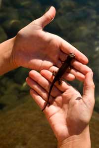 salamander on hand