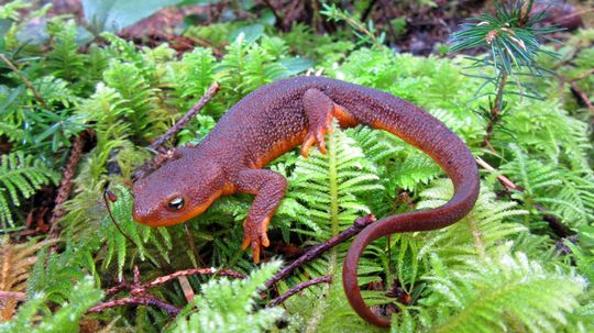 How can salamanders regrow body parts?