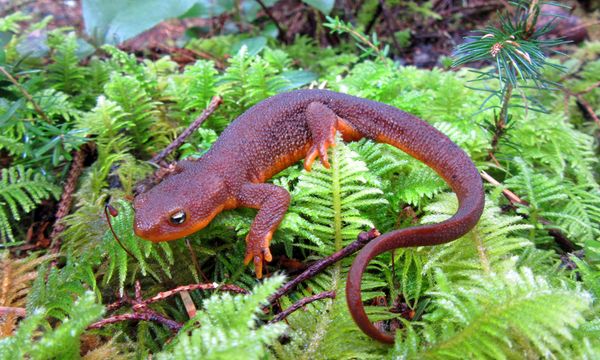 How can salamanders regrow body parts?