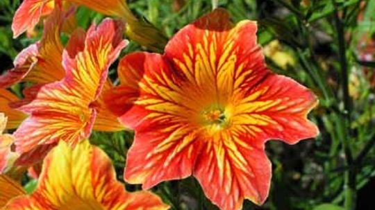 salpiglosis，彩绘舌＂width=