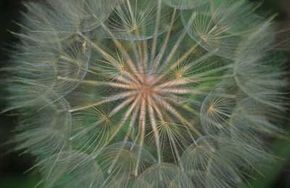 Salsify is related to the tenacious dandelion.