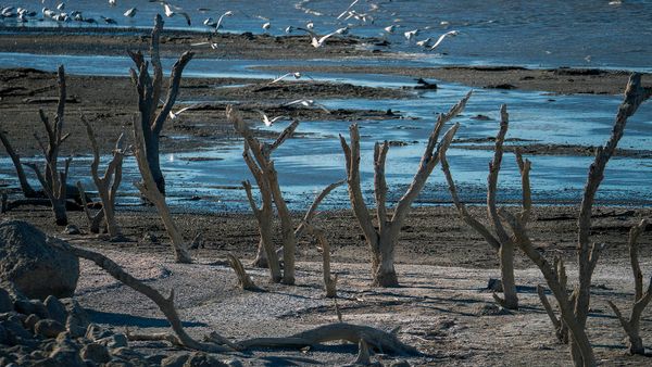 Outdoorsy nature landscape with sand and tree.