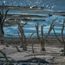 How the Salton Sea Became an Eco Wasteland