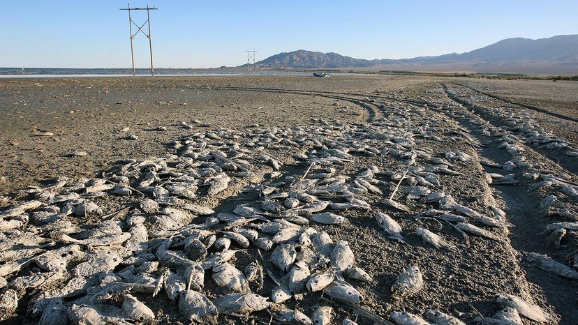 Salton Sea