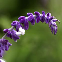 A macro photograph of piece of a Salvia plant against a green background. Taken 20 Dec 2007 in Johannesburg, South Africa.