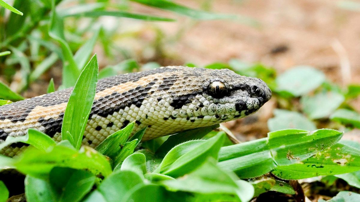 The Arabian Sand Boa Burrows in Sand to Ambush Prey