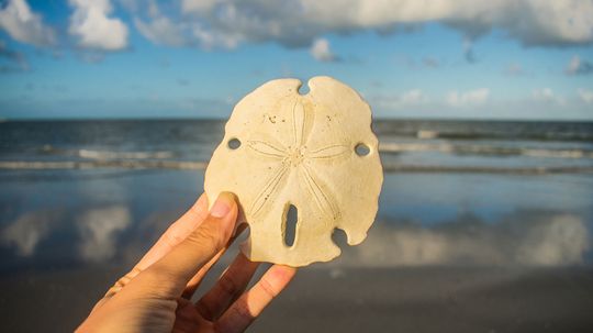 Can You Tell If a Sand Dollar Is Alive Before Taking It Off the Beach?