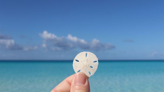 Is It OK to Take Sand Dollars Off the Beach?