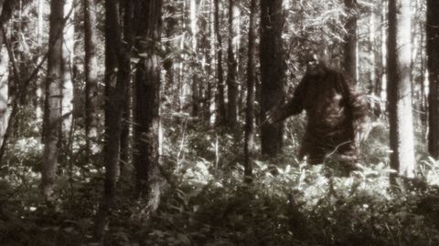 What's the Difference Between Sasquatch and Bigfoot? - Vimarsana News