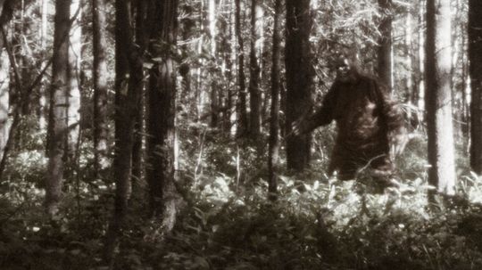 What's the Difference Between Sasquatch and Bigfoot?