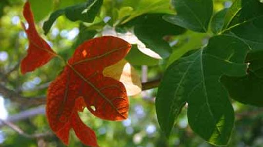 Sassafras Tree