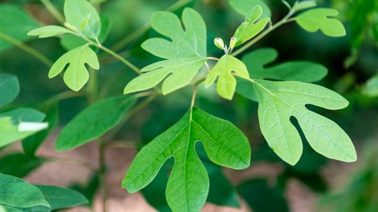 What Is Sassafras and Is it Safe?