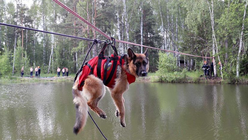 when were search and rescue dogs first used