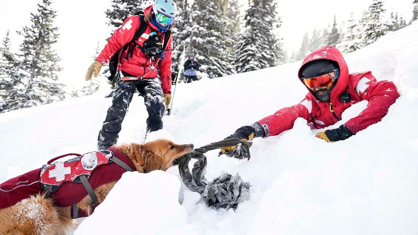 do search and rescue dogs like their jobs