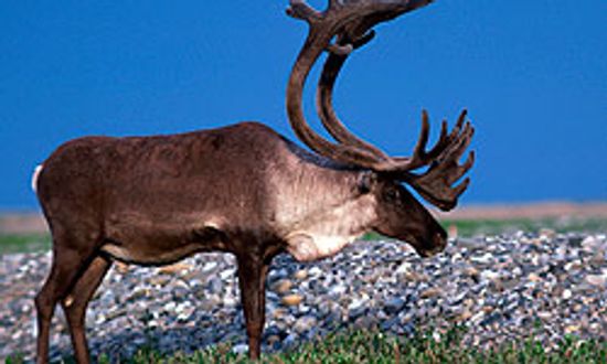 我需要知道的一切,我明白了…驯鹿跟踪”class=