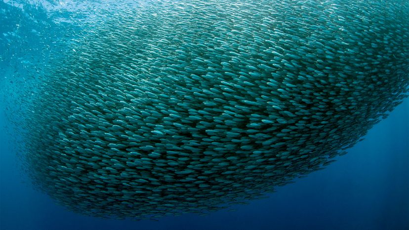 sardines	