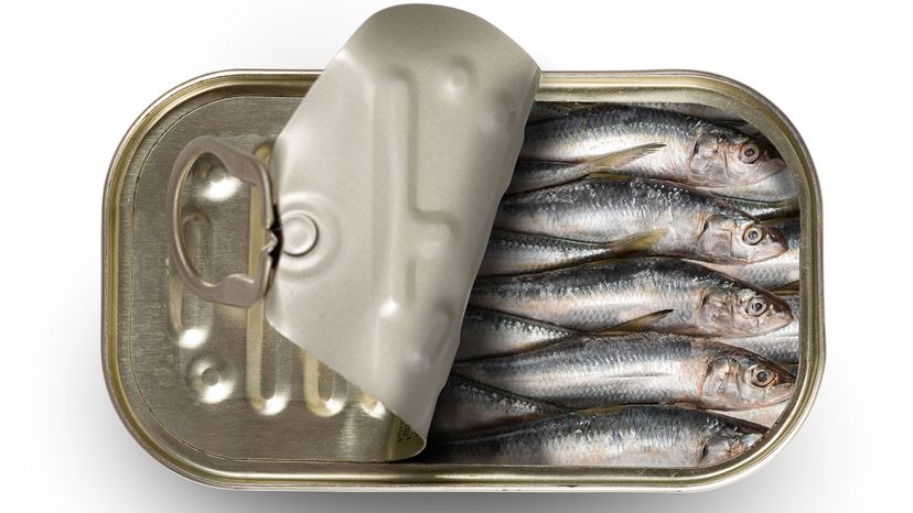 sardines