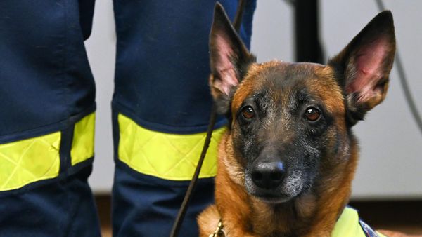 Adorable canine German Shepherd pet.