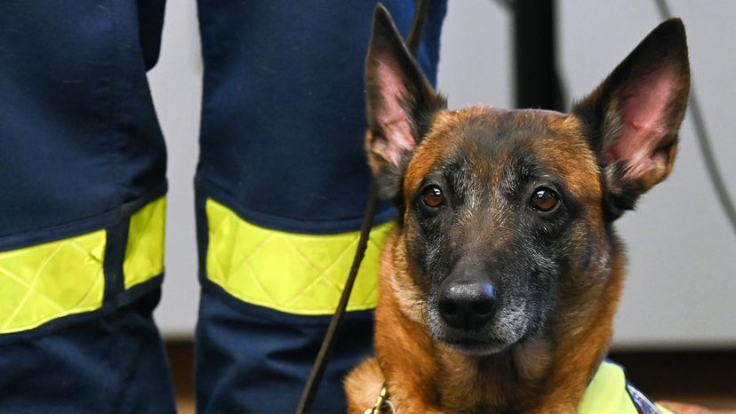 do search and rescue dogs like their jobs