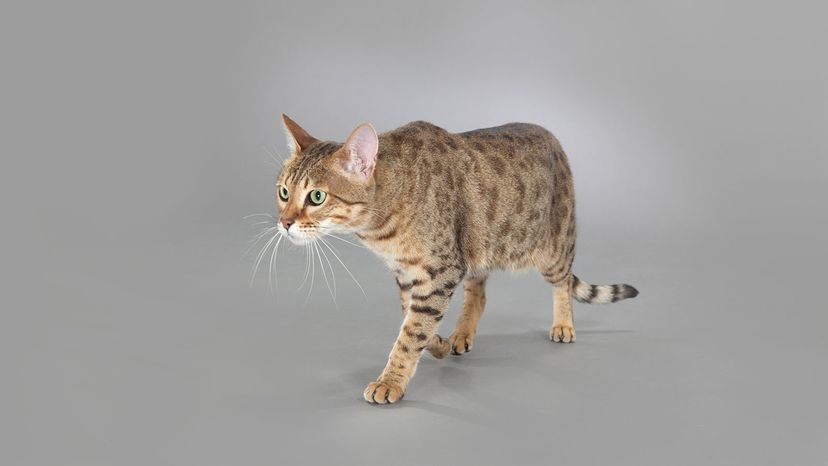 Savannah cat