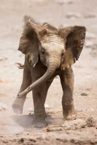baby elephant