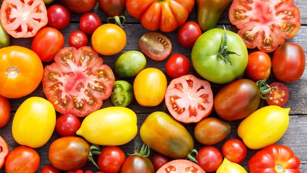 tomato seeds	