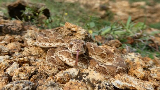 潜在的蛇咬伤治疗可以在关键的最初几分钟内使用＂class=