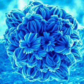 This image of a &quot;flower bouquet&quot; from a scanning electron microscope is actually a 3-D nanostructure. Scientists are making new materials based on nanotechnology, like these &quot;flowers&quot; of silicon carbide and gallium.