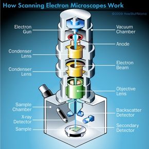 måske Teenageår Telegraf The Key Components of a Scanning Electron Microscope | HowStuffWorks