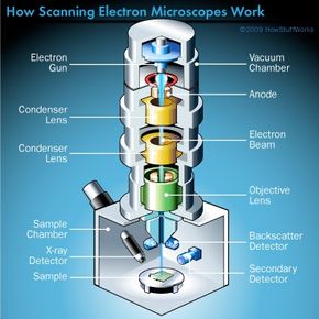 electron microscope with labels