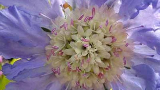 Scabiosa, Pincushion Flower, Mourning Bride
