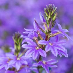 Lots of scaevola flowers (Scaevola Aemula), selective focus