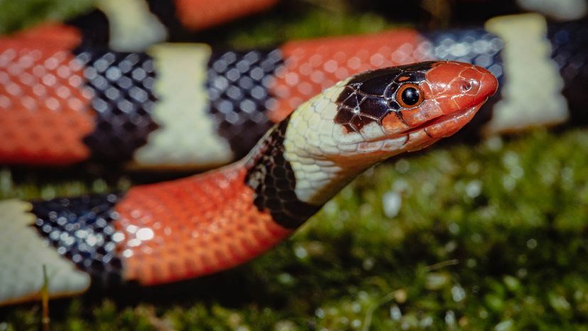 milk snake teeth