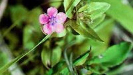 猩红的凤头花，穷人的气象镜＂width=