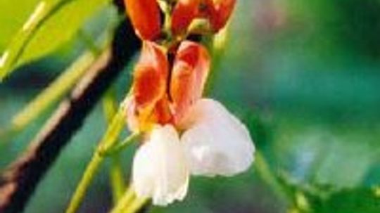 猩红菜豆＂width=