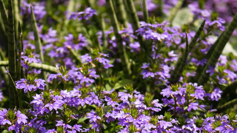Bouquet of purple-blue scaveola